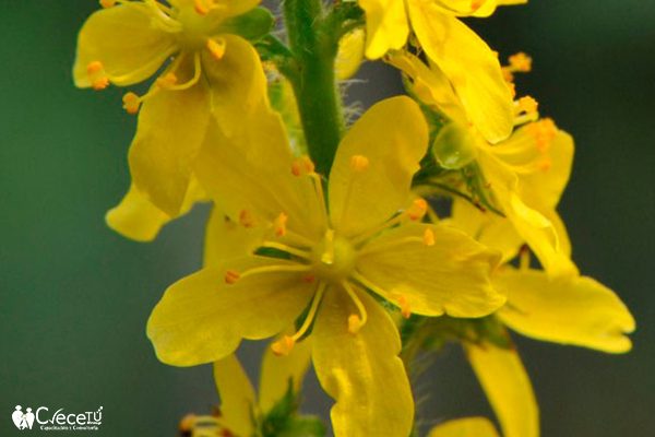 AGRIMONY-AGRIMONIA-FLOR AGRIMONY-AGRIMONIA-FLOR