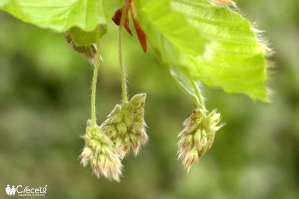 Beech Beech