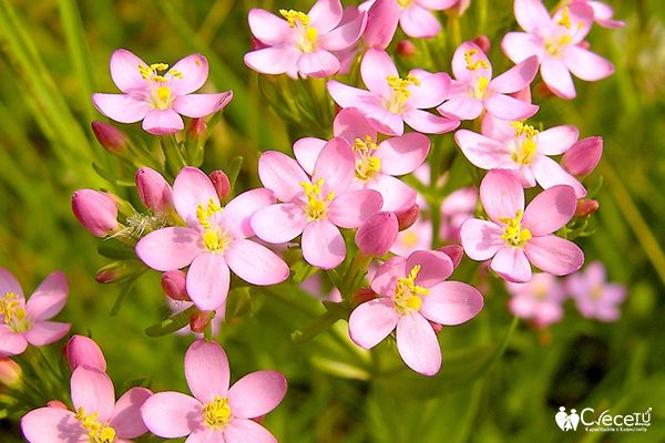 Centaury Centaury