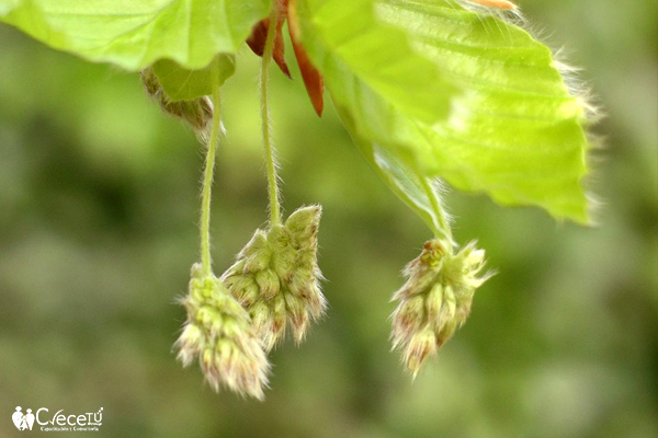 Beech Beech